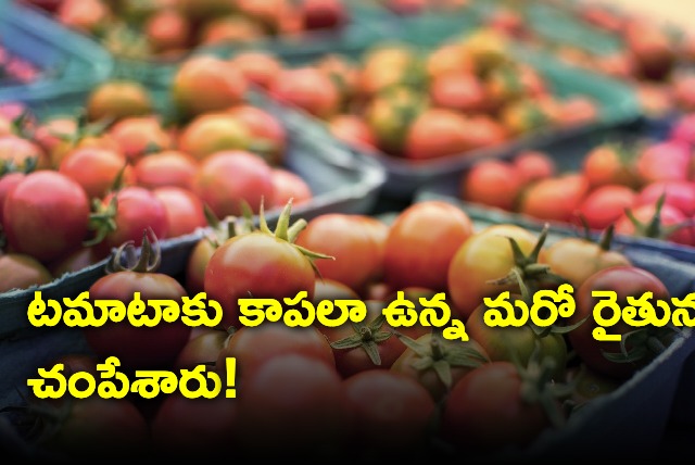 Andhra Farmer Guarding Tomatoes Strangled  Second Such Death In A Week