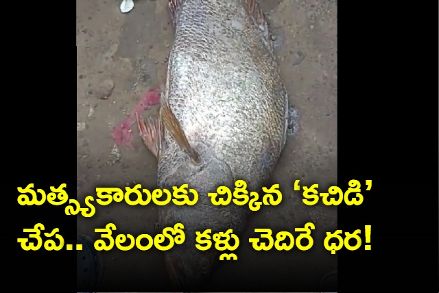 east godavari kachidi fish caught by fishermen kakinada 