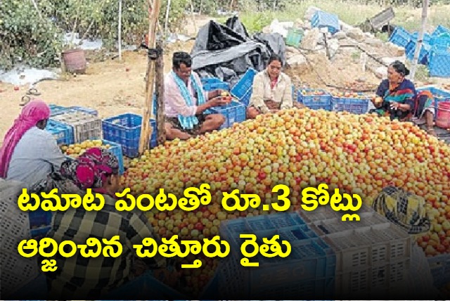 chittoor farmer earned 3 crores in one month with tamato crop