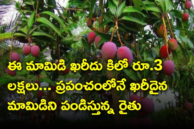 This Indian farmer grows worlds most expensive mango in his orchard