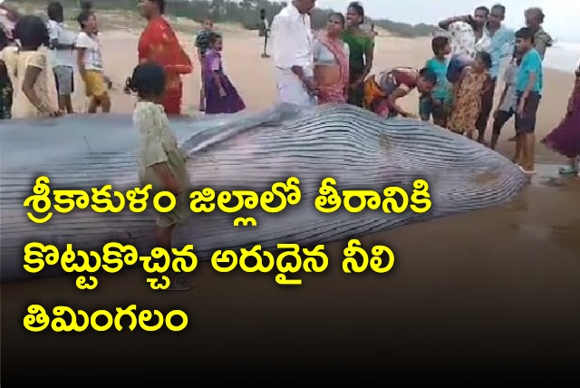 Rare Blue Whale washed ashore in Srikakulam district 