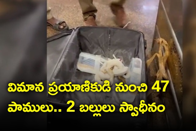 47 snakes and 2 lizards seized from passenger at Trichy airport