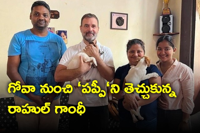 Rahul Gandhi brings home Jack Russell Terrier puppy after Goa visit