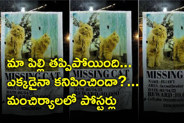 Cat Missing posters in Manchiryal