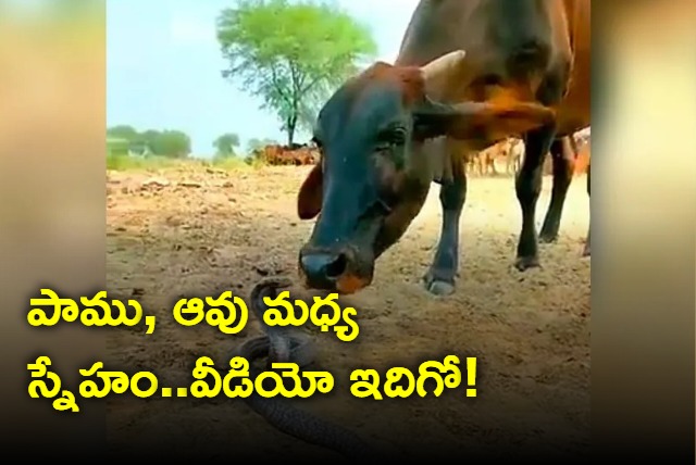 Video Of Cow And Snake Playing Together Goes Viral