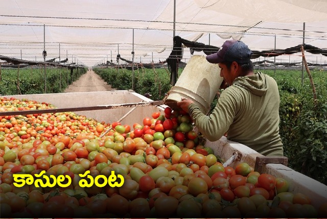 Tomatoes give farmers seat in Crorepati Club