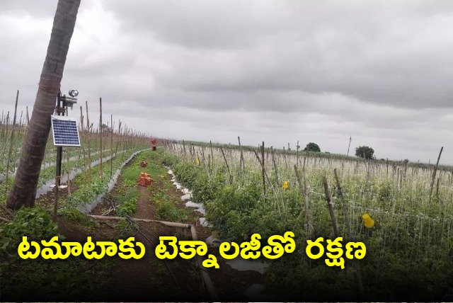 As tomato prices soar farmer installs cameras on his field to prevent theft