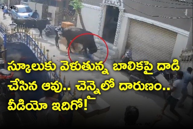 A cow repeatedly targeting a school kid in Chennai