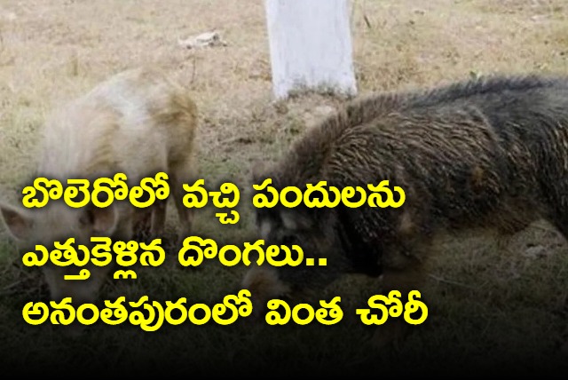 Thieves Stole Pigs in Anantapur Andhra Pradesh Visuals Record in CCTV Camera