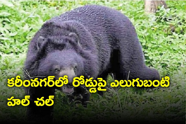 A wild bear creates ruckus in Karimnagar