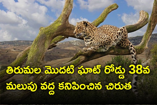 Leopard spotted at 38th turn in Tirumala first ghat road 