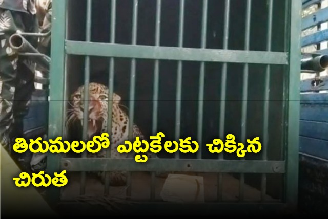 Leopard which killed six year old girl in tirumala gets caught