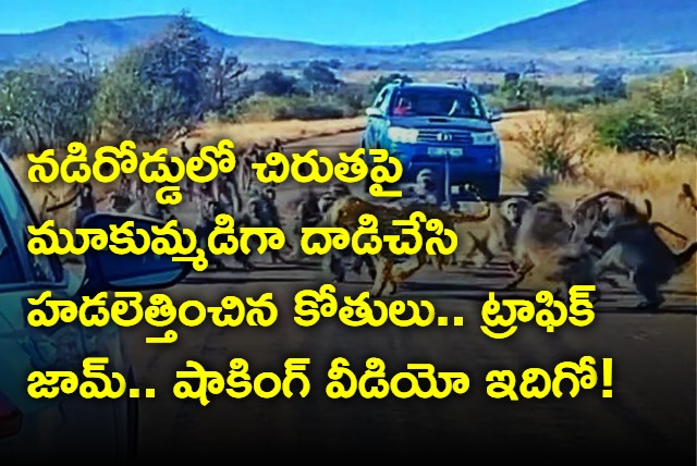 Baboons Attack A Leopard In The Middle Of The Road