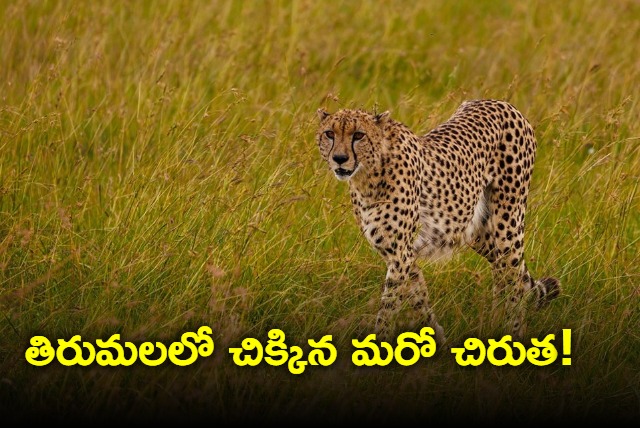 Another leopard caught in cage in Tirumala today