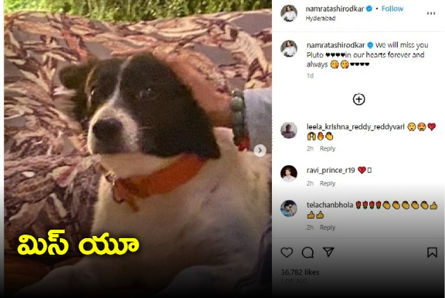 Mahesh Babu pet dog Pluto dies Namrata Shirodkar and Sitara share heartfelt goodbyes