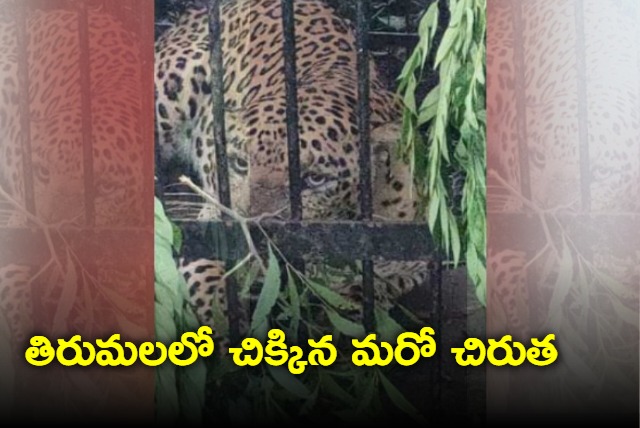 Another leopard caught in Tirumala