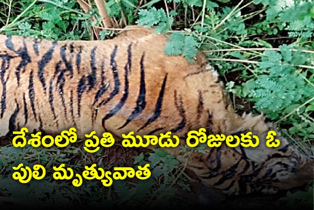 One tiger killed in every three days in India