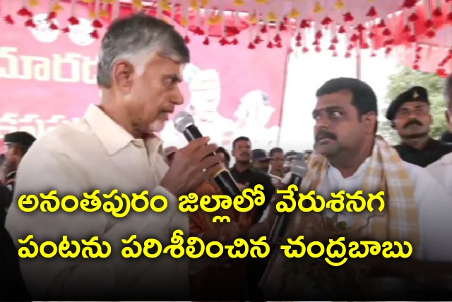 Chandrababu visits groundnut crap in Ananatapur district