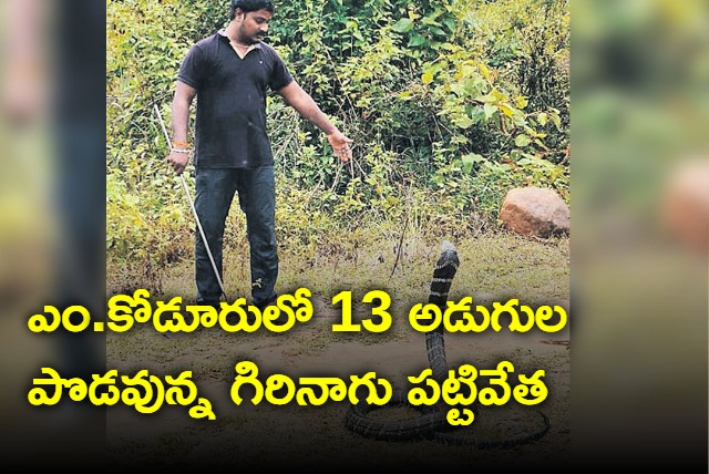 13 feet Giri Nagu captured in Anakapalle district