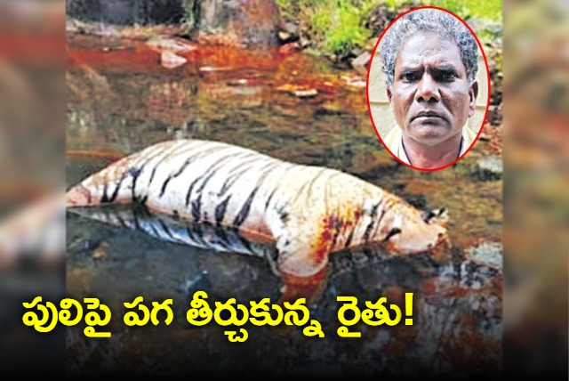 Farmer kills tiger by poisoning after it kills his cow