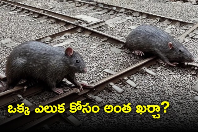 Rs 41000 to catch one rodent Northern Railway