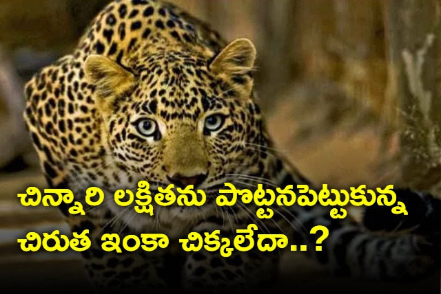 Officials suspect man eater leopard is still in the Tirumala forest