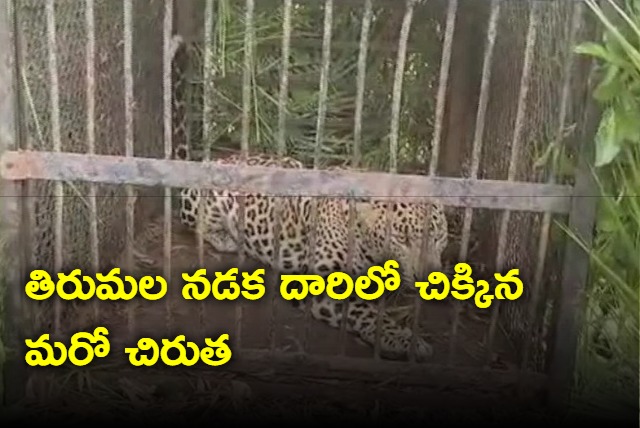 zoo officials catches another leopard in tirumala