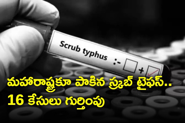 Scrub Typhus Virus Reported In Maharashtra