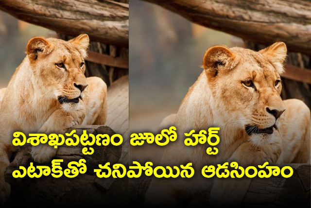 Lioness Maheshwari Dies With Heart Attack In Vizag Zoo