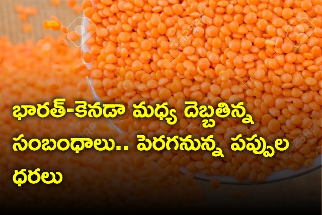 Masoor Dal Price May Hike As India Canada Conflict