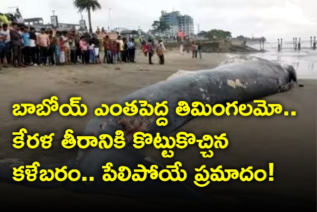 50 foot long whale carcass washes up on Kerala shore