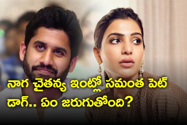 Samantha pet dog is with Naga Chaitanya