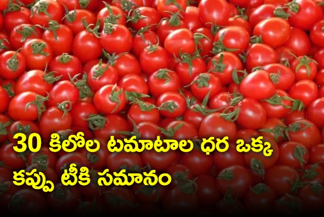 Tomato Price Falls To 30 Paise Per Kg At Pattikonda Market in Kurnool District