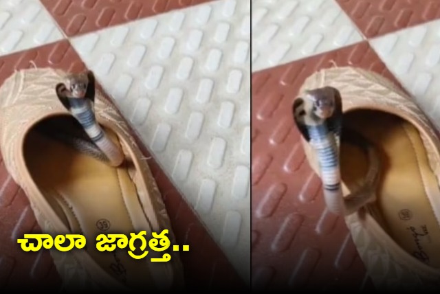 Forest Officer Shares Video Of Baby Cobra Hiding Inside A Shoe Asks People To Be Careful