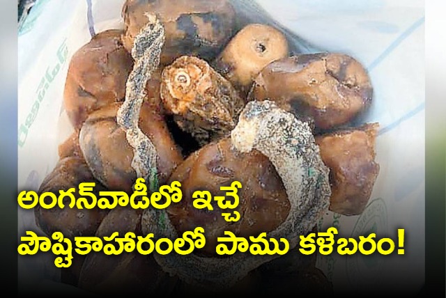 Pregnant woman finds dead snake in food supplied by anganwadi center in Chittoor