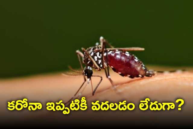 Covid19 antibodies making dengue more severe says study what experts say