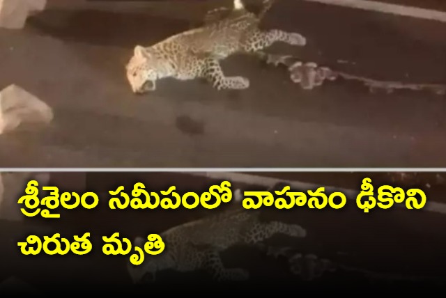 Leopard dead near Srisailam