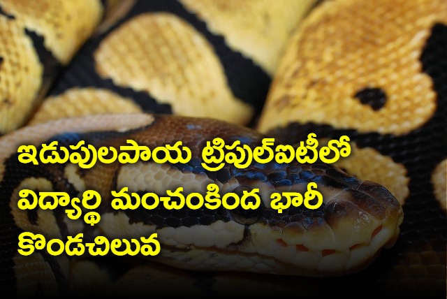 Huge Python In Idupulapaya IIIT  Shocked Students 