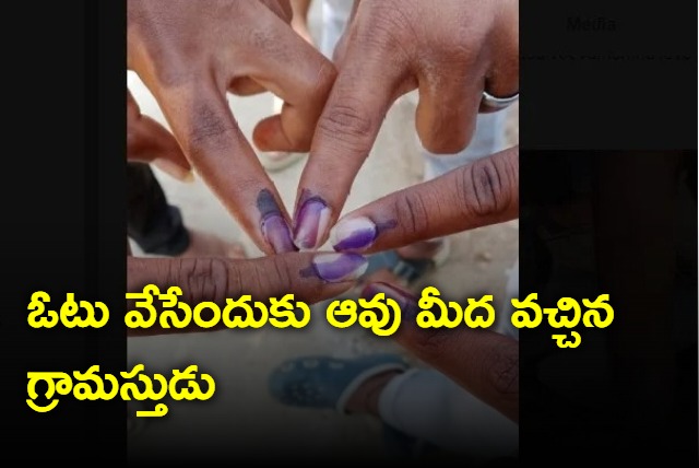 Man rides on cow to cast his vote