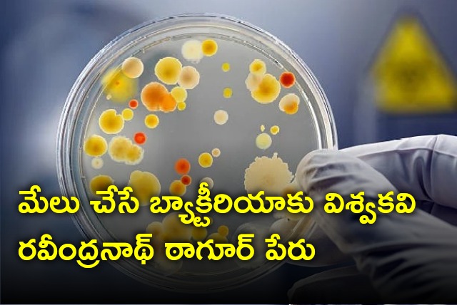 Good bacteria named after Rabindranath Tagore