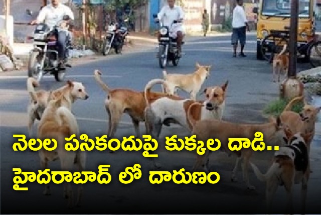 Five Months Old Dead After Dog Bite In Hyderabad