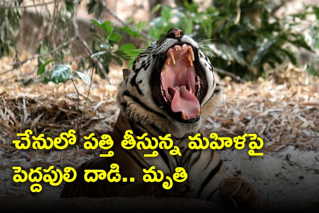 A tiger attacked a woman and died in Aheri taluka In Maharastra