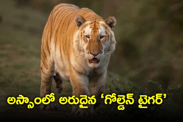 Rare Golden Tiger Takes A Stroll In Kaziranga National Park