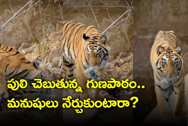 Viral video of tiger picking up plastic bottle from waterhole angers internet