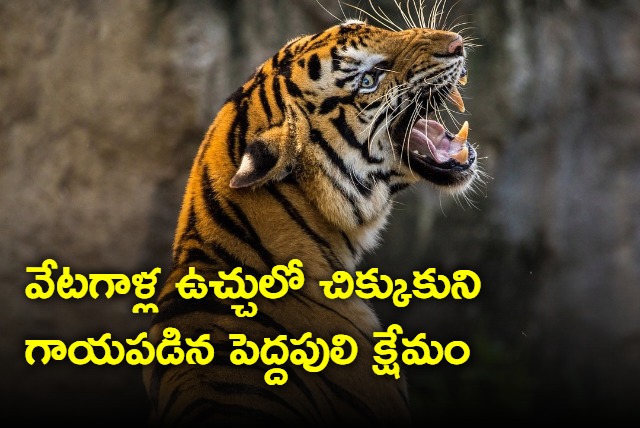 Big Cat Who Injured In SriSailam Tiger Project Saved 