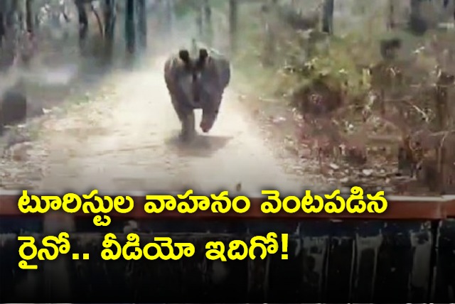 Rhino chases safari vehicle in Assams Manas National Park