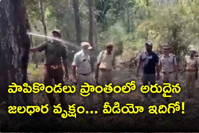 Rare water tree spotted in Popikondalu forest