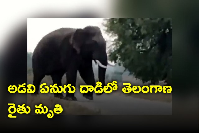 Wild elephant tramples farmer to death in Telangana