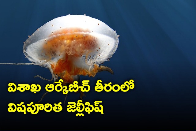 Jellyfish found in Visakhapatnam RK beach 