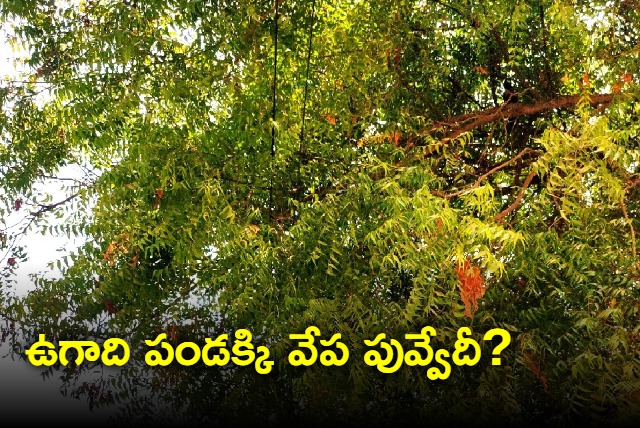 No neem flower for Ugadi festival